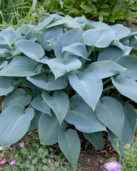 Hosta tardiana Halcyon